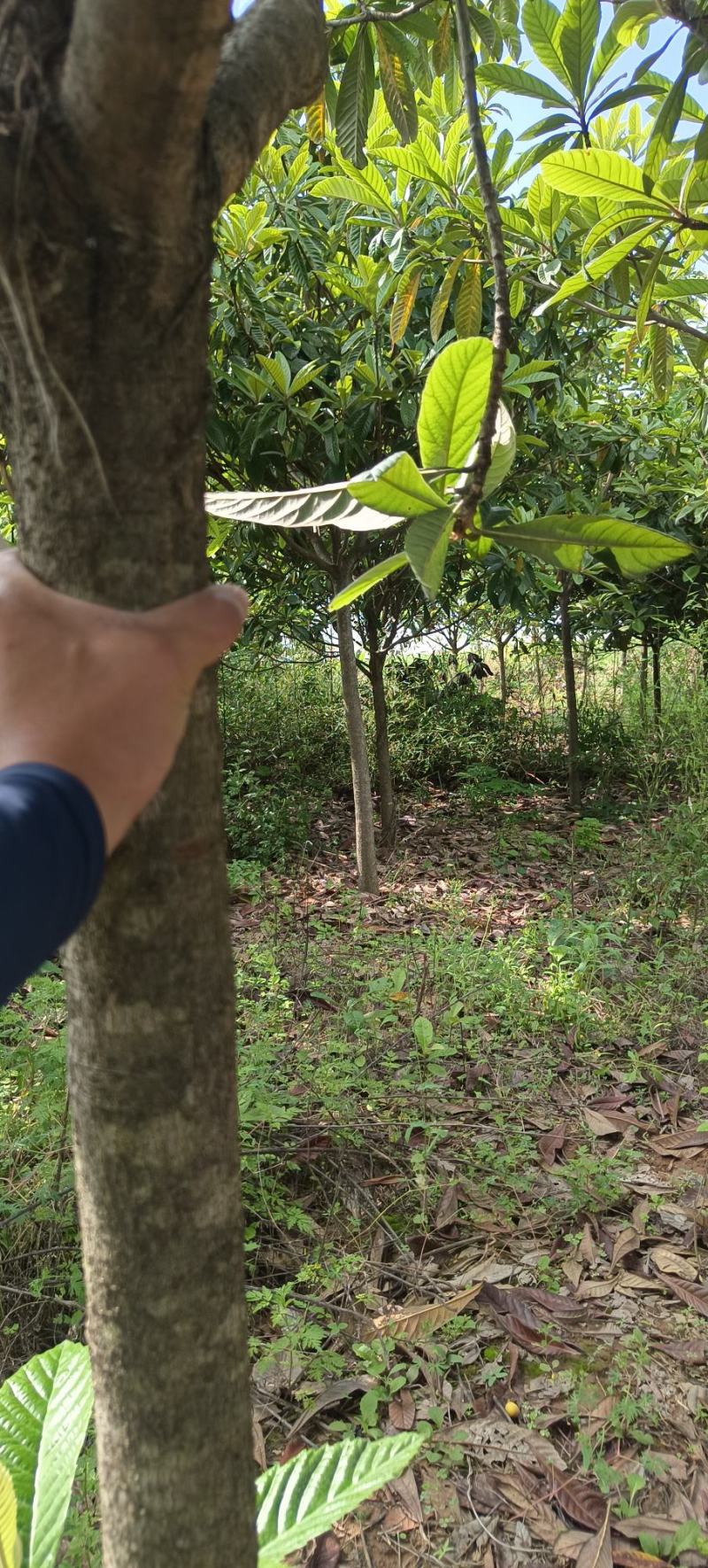 枇杷树
