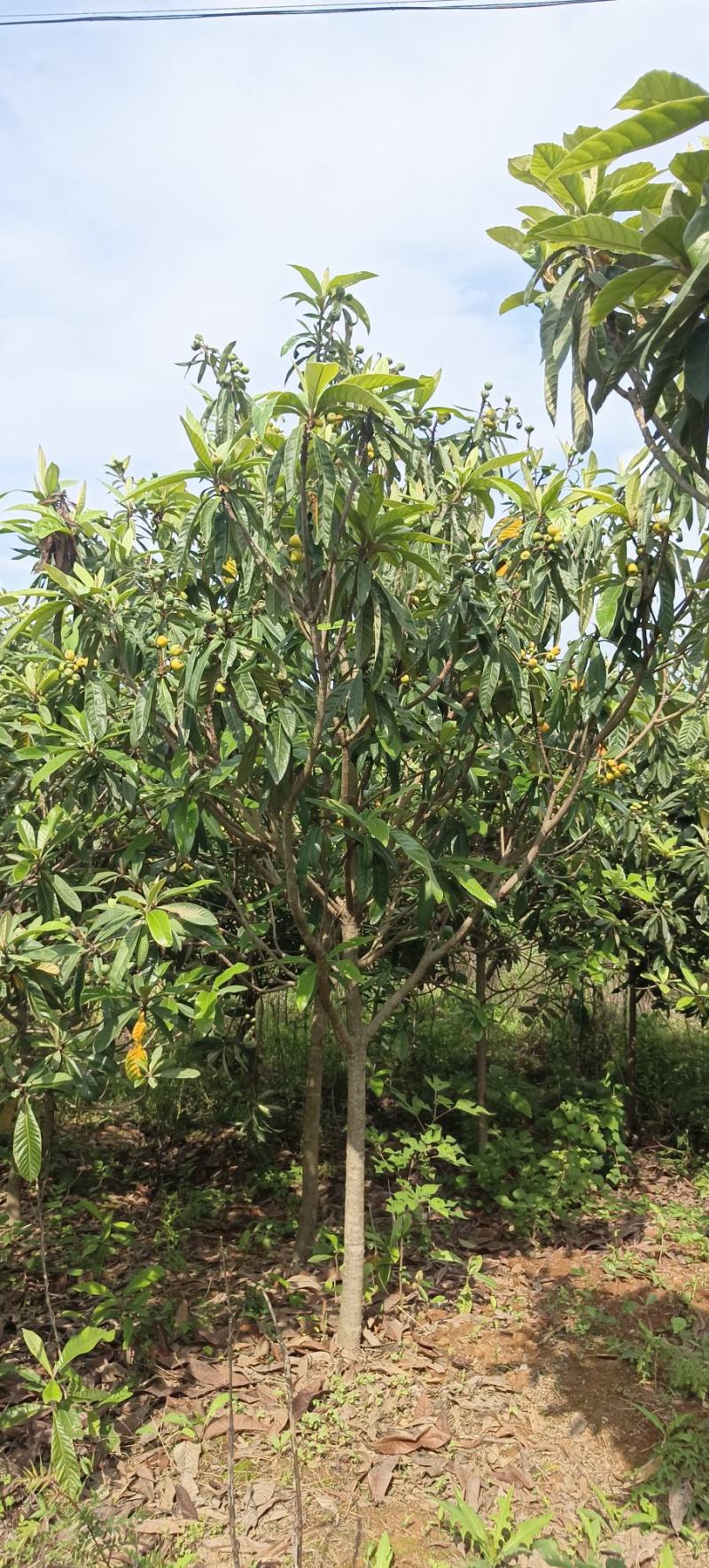 枇杷树
