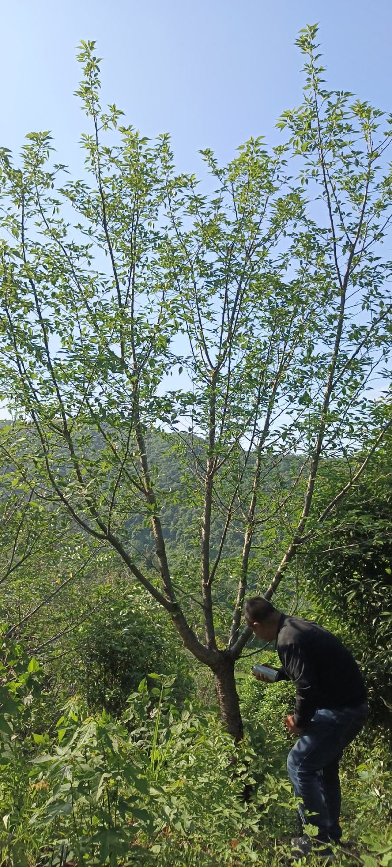 樱花