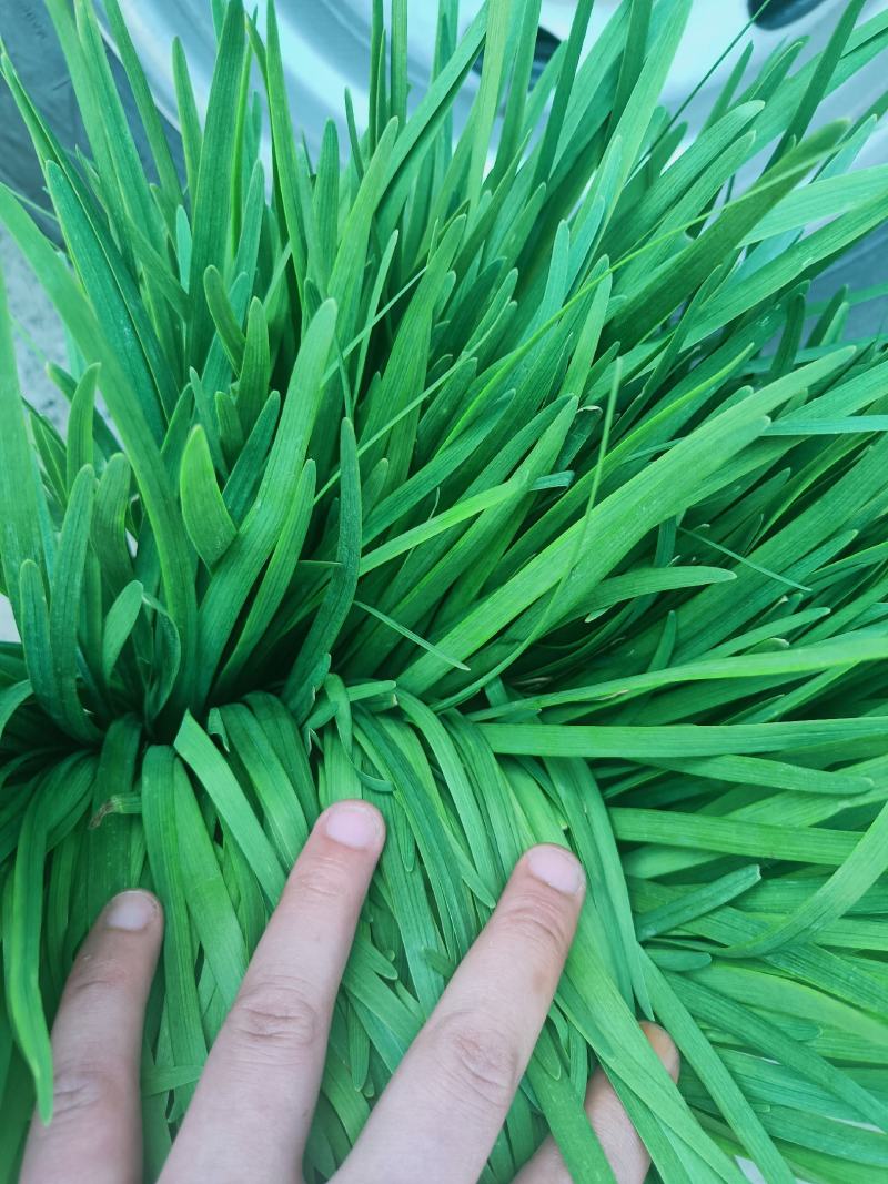 二刀好韭菜大量供应