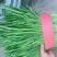 二刀好韭菜大量供应