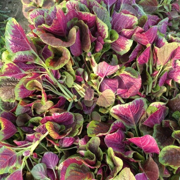 大叶红苋菜淮安苋菜质量保障量大从优对接全国欢迎订购