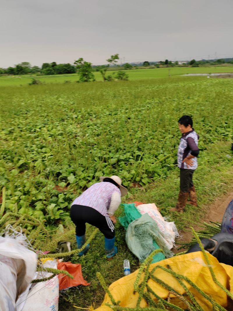 药都樟树车前子，大量黄土地车前子，现已上市，欢迎咨询