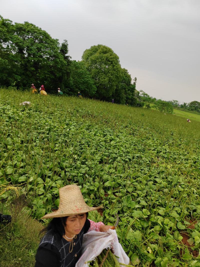 药都樟树车前子，大量黄土地车前子，现已上市，欢迎咨询