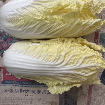基地娃娃菜