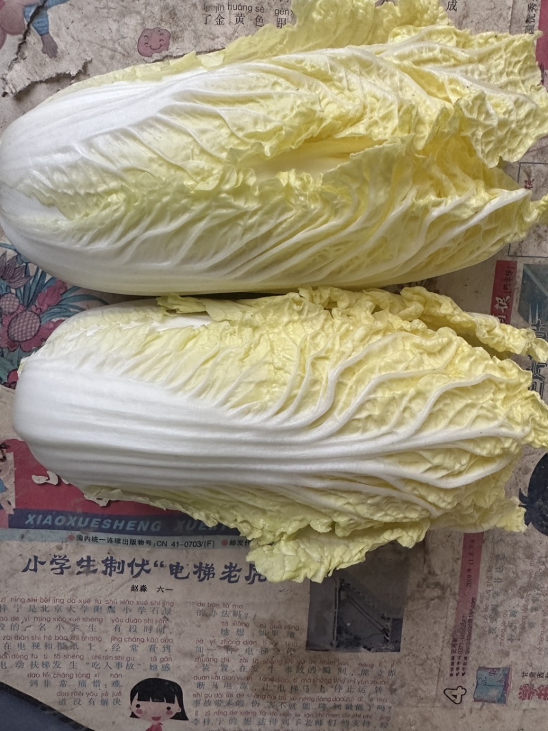 基地娃娃菜