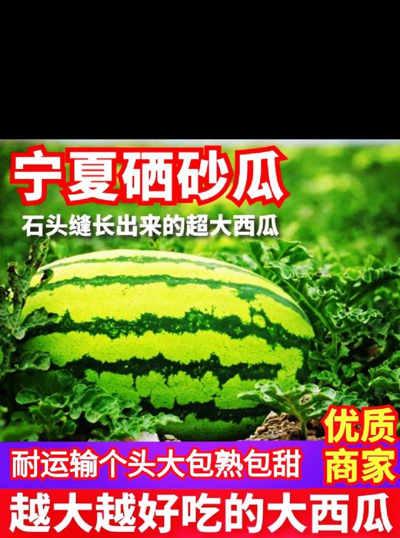 宁夏中卫硒砂瓜金城五号大量供应量大从优视频看货