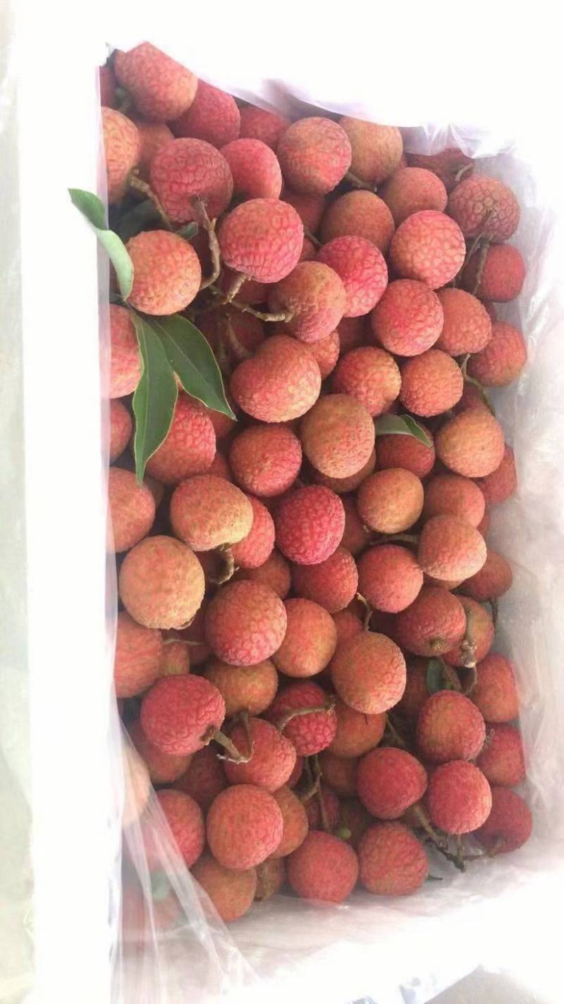 《精品荔枝》产地直发桂味各种品种规格都有