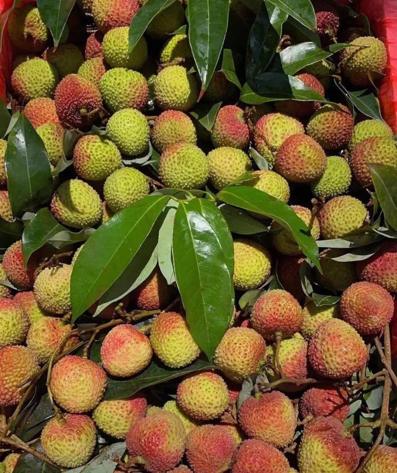 《精品荔枝》产地直发桂味各种品种规格都有