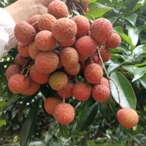 《精品荔枝》产地直发桂味各种品种规格都有