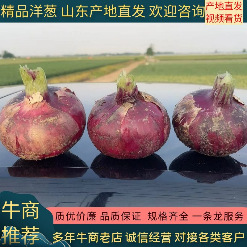 山东洋葱紫皮洋葱八公分以上质量有保证长年有货