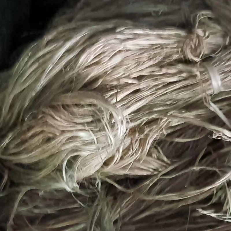 苎麻白叶苎麻野白叶苎麻