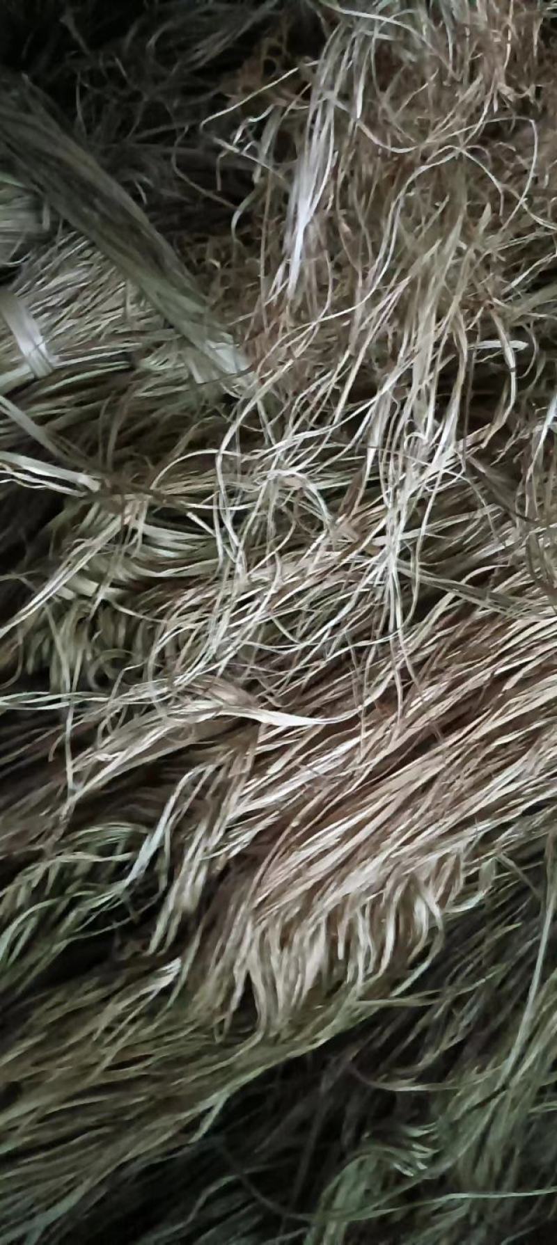 苎麻白叶苎麻野白叶苎麻