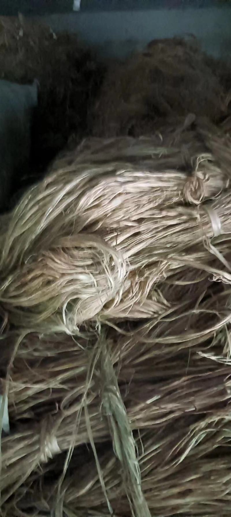 苎麻白叶苎麻野白叶苎麻