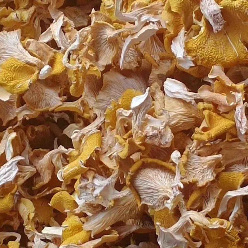 【好货】软脚鸡油菌黄金菇烘干手撕单叶货，基地直供无中间商