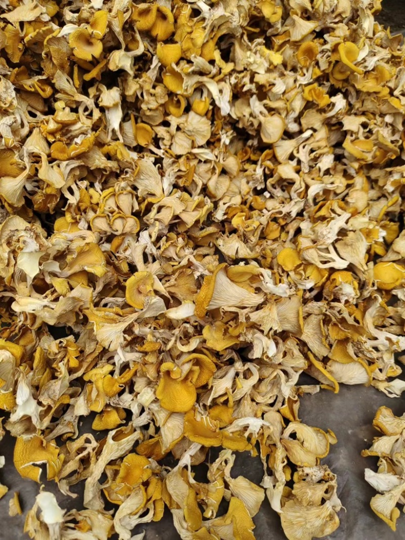 【好货】软脚鸡油菌黄金菇烘干手撕单叶货，基地直供无中间商