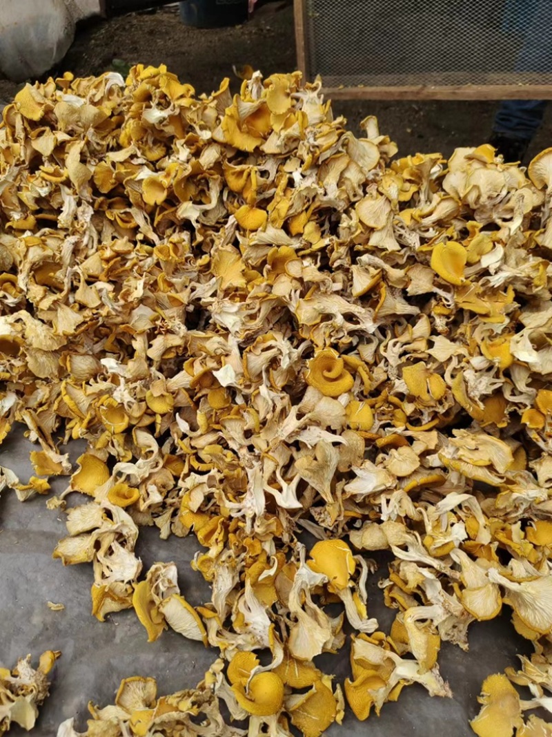 【好货】软脚鸡油菌黄金菇烘干手撕单叶货，基地直供无中间商