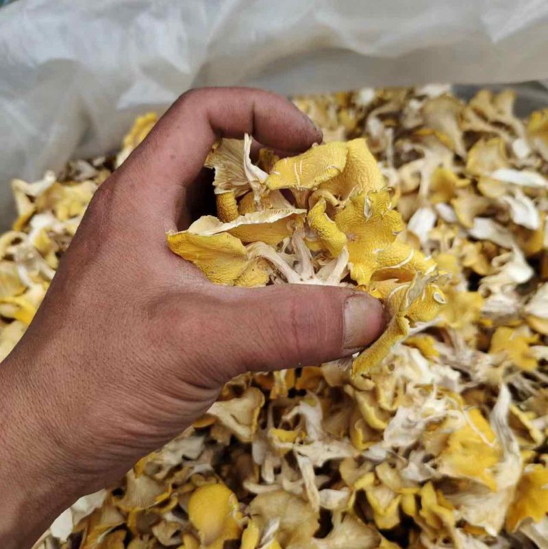 【热卖】鸡油菌精品烘干多叶货多种规格，基地直供无中间商
