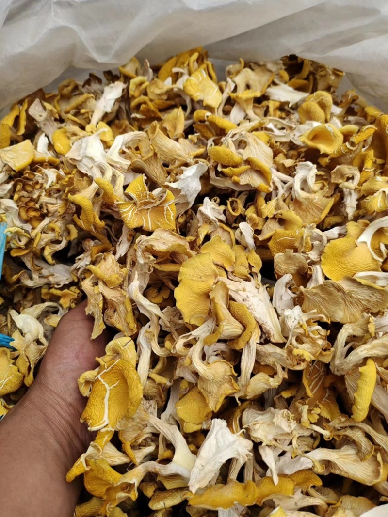 【热卖】鸡油菌精品烘干多叶货多种规格，基地直供无中间商