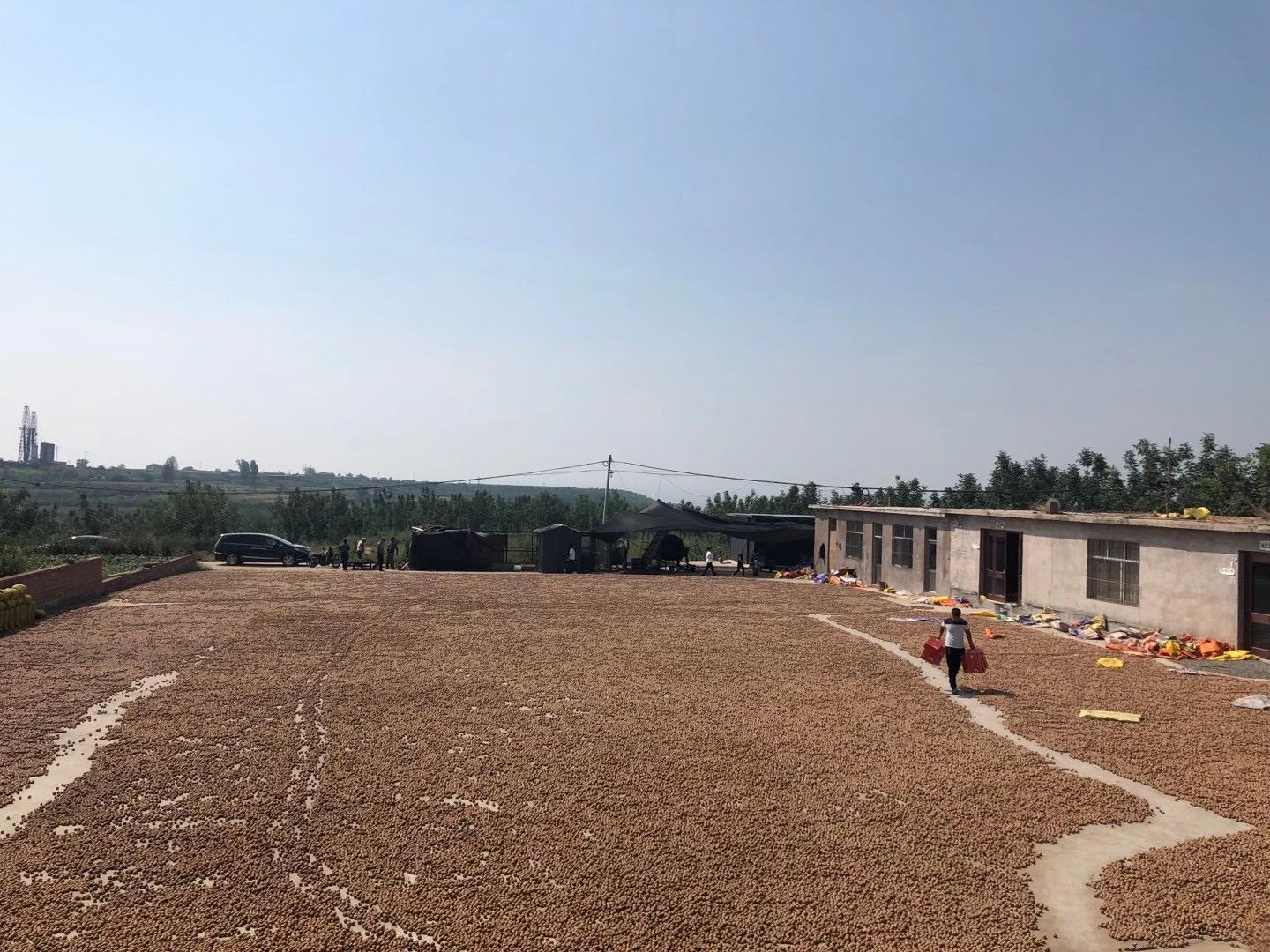 文玩核桃阴干晾晒场景