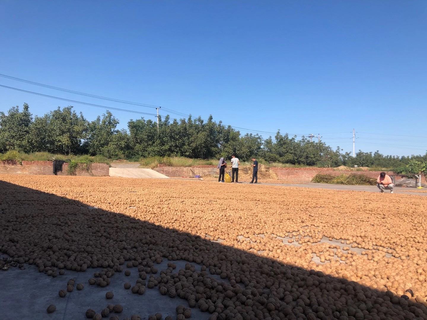 新疆阿克苏薄皮核桃种植基地