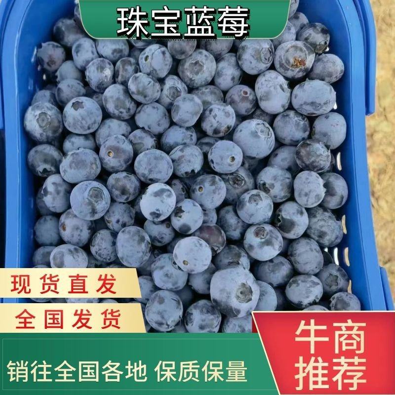 云南高原露天珠宝蓝莓大量上市原产地直发质优价廉