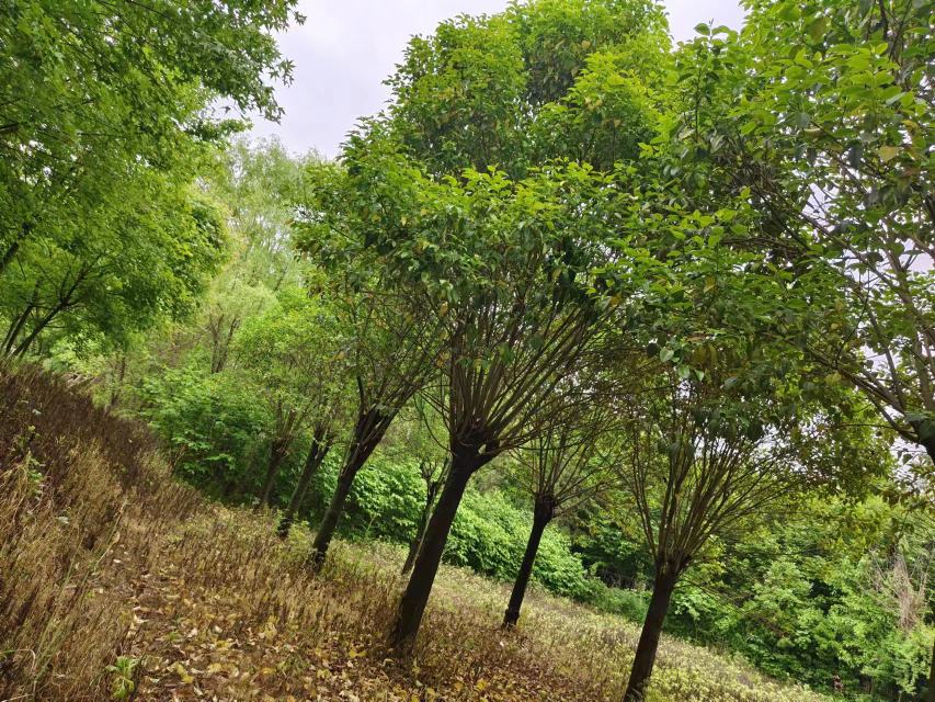 盛夏时节五角枫行道树浓密树冠覆盖下的城市支路:茂密的五裂浓绿叶片形成连续绿廊,树荫下可见骑行者、散步老人与休憩座椅;地面光影斑驳,人行道地砖保持干燥洁净;树干基部设置简约不锈钢铭牌,标注‘五角枫 Acer mono’及栽植年份,体现科普性与精细化管理细节 五角枫行道树夏季浓荫下的街道生活场景