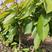 乔化，矮化樱桃苗：砧木苗大青叶，玛哈利，吉塞拉6号供应中