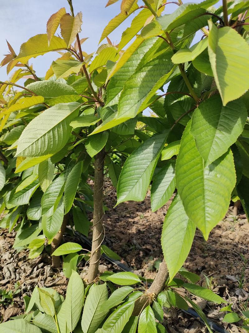 乔化，矮化樱桃苗：砧木苗大青叶，玛哈利，吉塞拉6号供应中