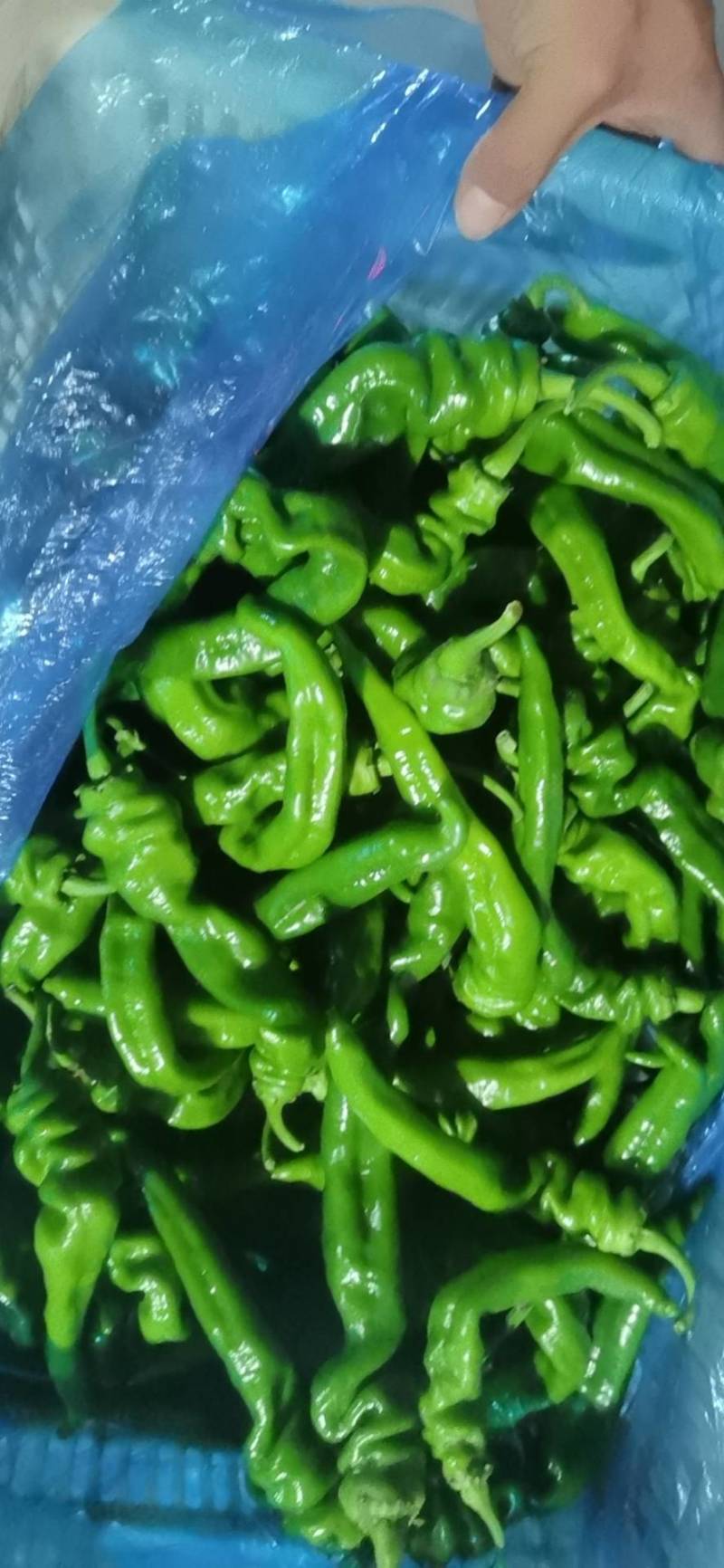 精品螺丝椒大量上市
