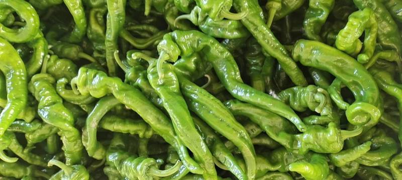 精品螺丝椒大量上市