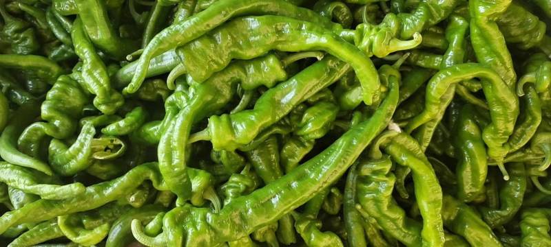 精品螺丝椒大量上市