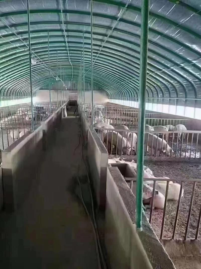 河北新式畜牧养羊温室包塑钢管养殖大棚性价比高使用年限长