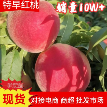湖北红桃特早红桃汁水丰富色泽均匀一手货源产地直发