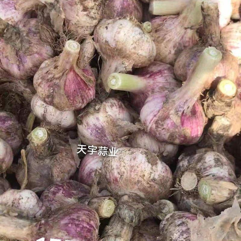 精品鲜大蒜，产地直销，代收代发，质量保证。