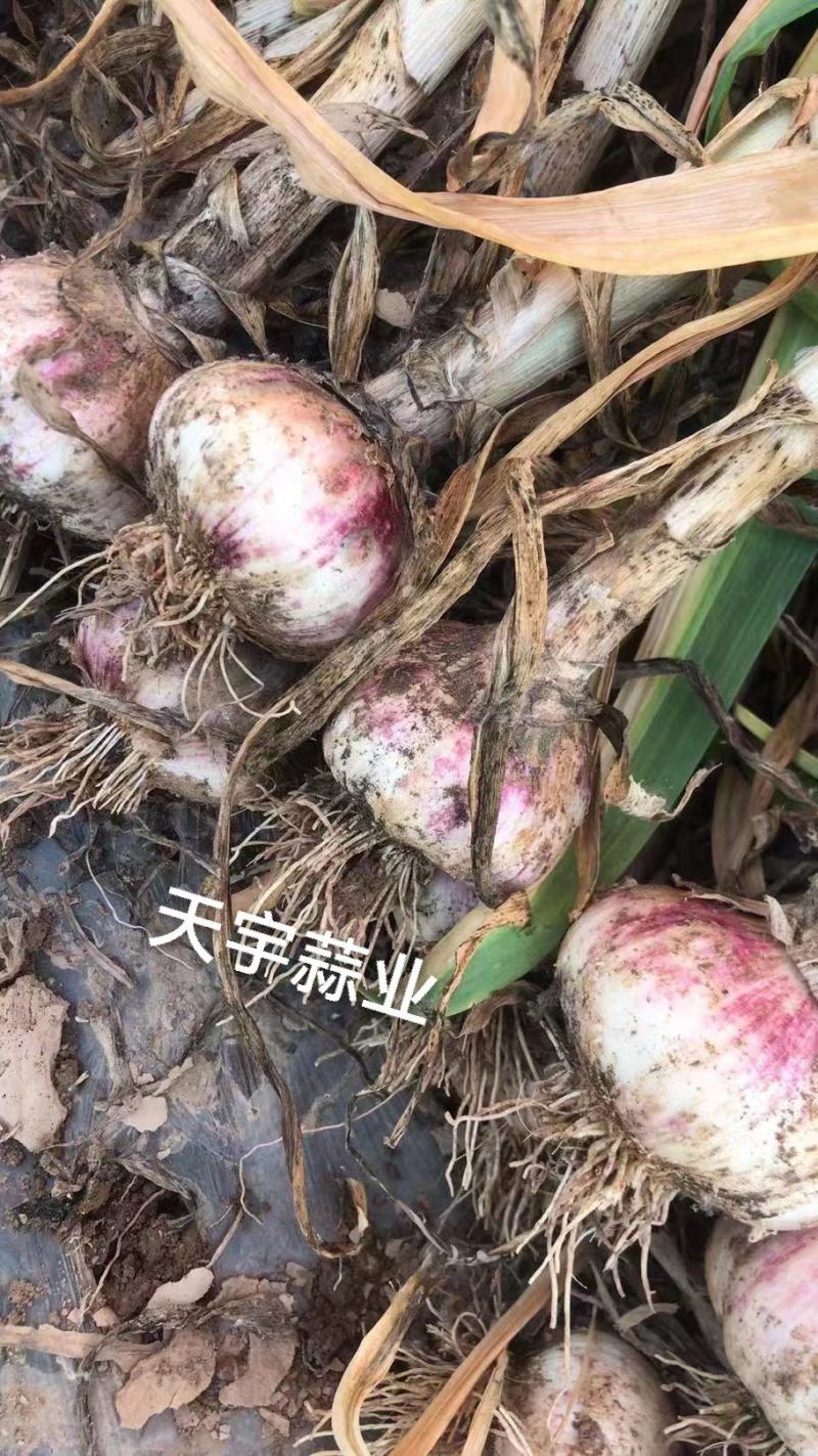 精品鲜大蒜，产地直销，代收代发，质量保证。