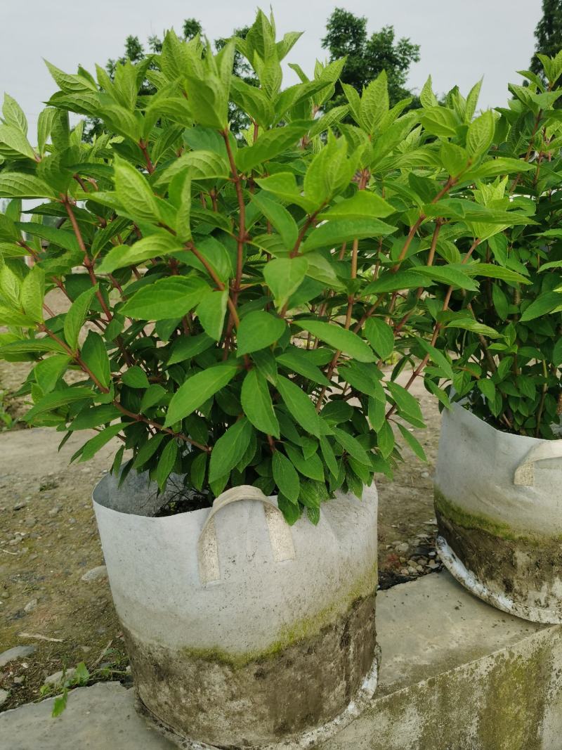 圆锥木绣球40#美植袋苗批发