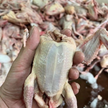 白条乳鸽
