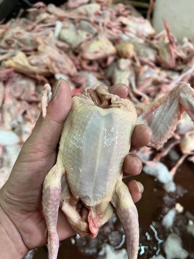 白条乳鸽