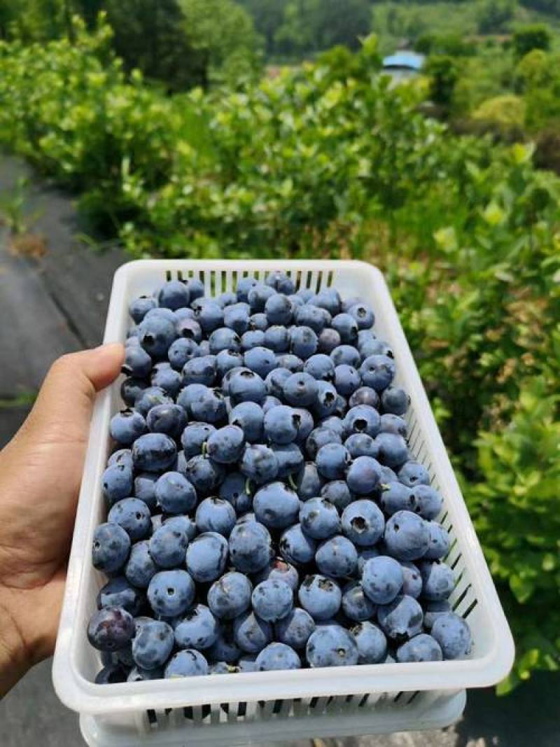 云南高原露天珠宝蓝莓大量上市原产地直发质优价廉