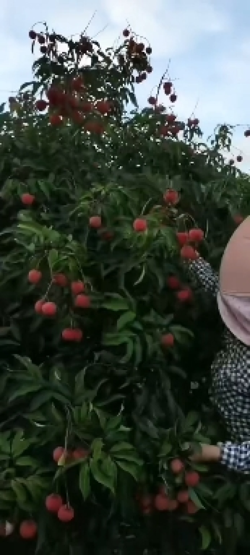 《精品荔枝》产地直发桂味各种品种规格都有