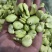 蚕豆、豆米、豆瓣、价格便宜、质量**