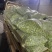 蚕豆、豆米、豆瓣、价格便宜、质量**