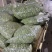 蚕豆、豆米、豆瓣、价格便宜、质量**