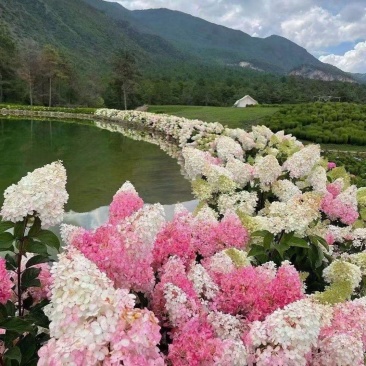 圆锥木绣球小杯苗批发