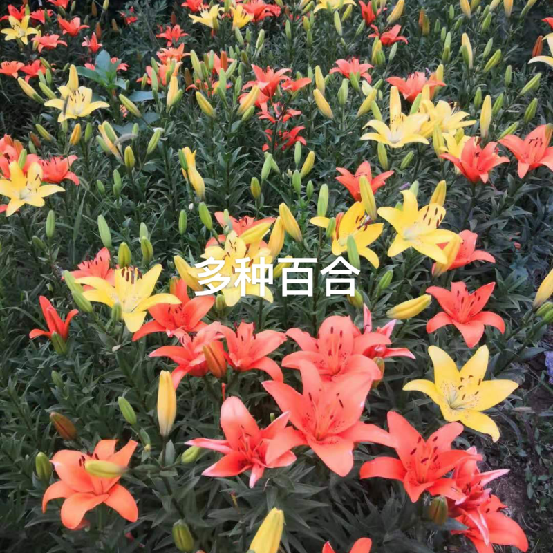 河北多种百合，种类齐全，货源产地直发，量大质优，