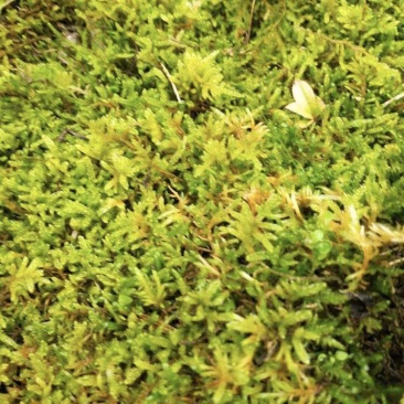 苔藓