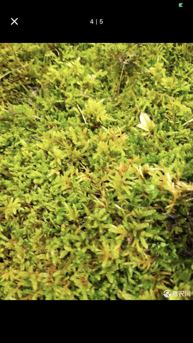 苔藓