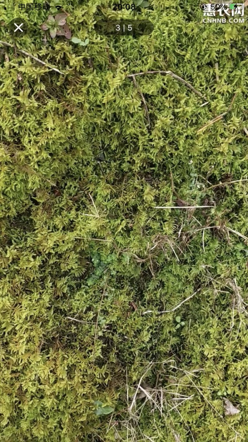 苔藓