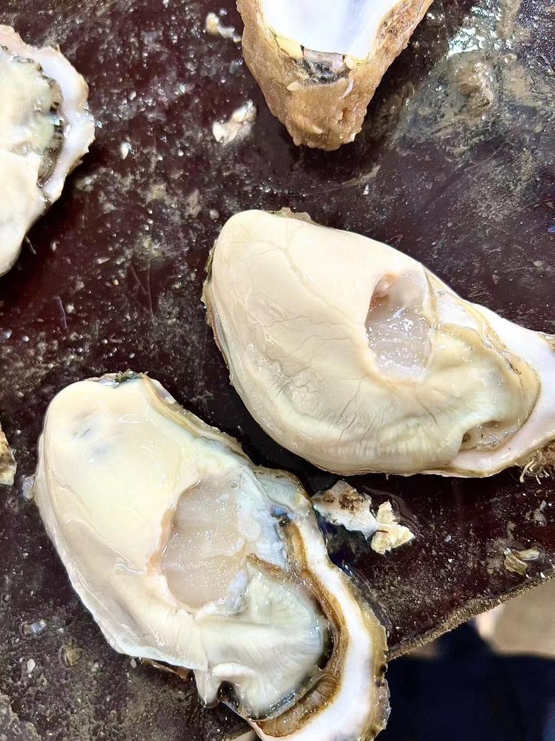 山东乳山生蚝牡蛎高品质个体大肥度高全国发货量大从优